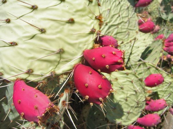 Hoe om te eten vijgcactus. Koop of voedergewassen sommige cactusvijg pads.