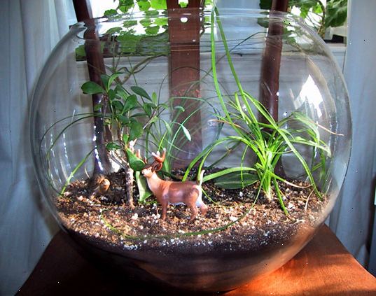 Hoe maak je een terrarium maken. Beslis over welke planten je zult gebruiken.