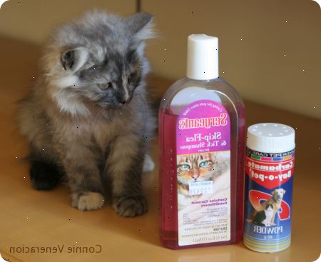 Hoe maak je shampoo een kitten voor vlooien. Zorg ervoor dat de defleaing shampoo die je hebt is niet alleen zeer mild, maar is ontworpen voor kittens.