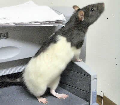 Hoe maak je een rat temmen. Als je geluk hebt om een goede fokker te vinden, zul je ratten die goed werden behandeld vanaf de geboorte.