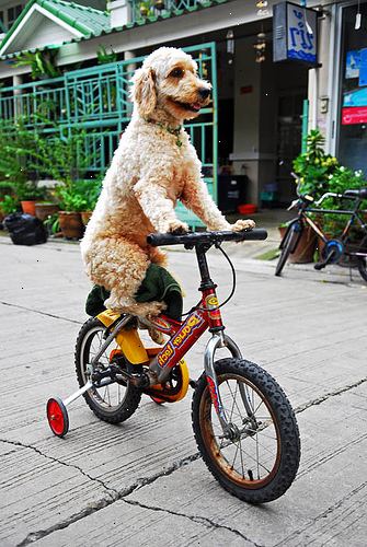 Hoe maak je een fiets te rijden met uw hond. Gebruik een goede fiets-riem attachment of gewoon een gewone riem met lus in het einde.