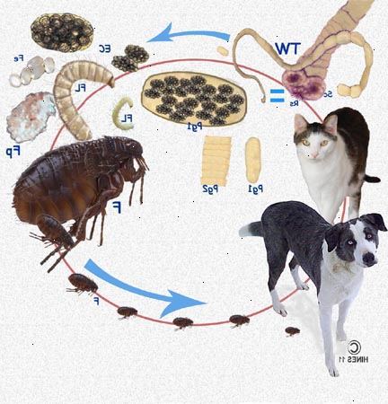 Hoe zich te ontdoen van lintwormen in uw huisdieren. Weten waar te kijken.
