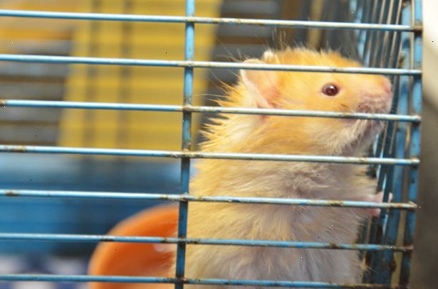 Hoe maak je hamster vertrouw je. Geef je nieuwe hamster genoeg tijd om te wennen aan zijn nieuwe thuis.