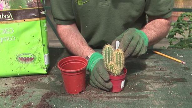 Hoe maak je een cactus groeien. Zorg ervoor dat de pod is klaar voor de oogst.