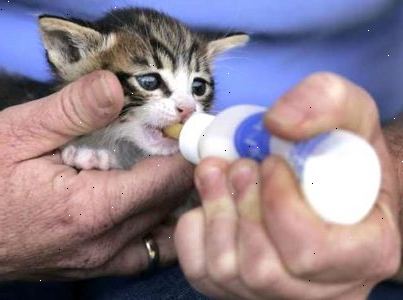 Hoe te voeden een pasgeboren kitten