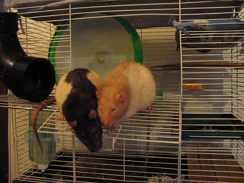 Hoe kunt u uw huisdier rat baden. Voordat u begint, zorg ervoor dat je rat is comfortabel worden semi-ondergedompeld in water.