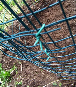 Hoe je aardappelen groeien in een kooi. Neem een stuk draad voorraad hek of soortgelijke stevige afrastering.