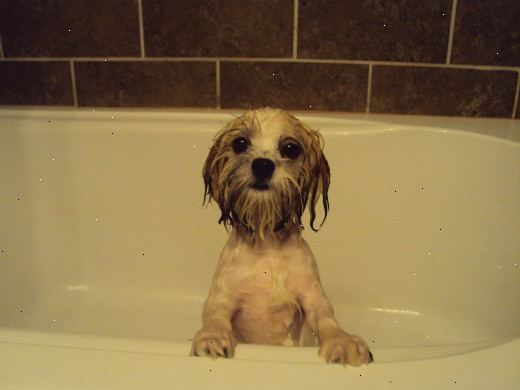 Hoe maak je een puppy voor het eerst in bad. Bereid uw puppy door te spelen met hem in bad of onder de gootsteen zonder water een paar keer, het geven van traktaties en in het algemeen waardoor het een leuke plek om te zijn.