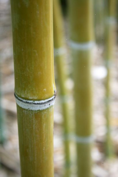 Hoe de verspreiding van bamboe beheersen. Als je niet probeert om een bestaande installatie te controleren, de beste plaats om te beginnen is bij het ​​kiezen van een soort die compatibel is met uw tuinieren stijl.