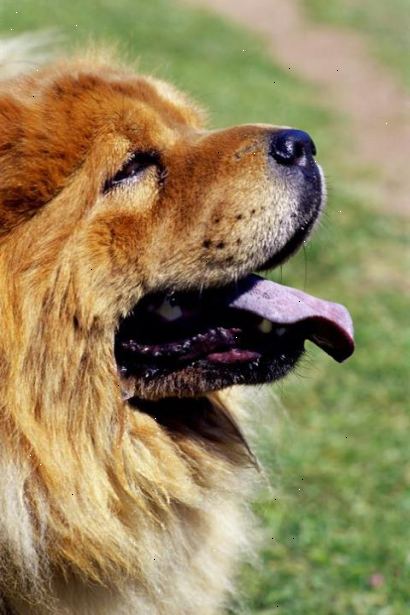 Hoe om te controleren of uw hond gezond en gelukkig. Kijk en raak zijn neus.