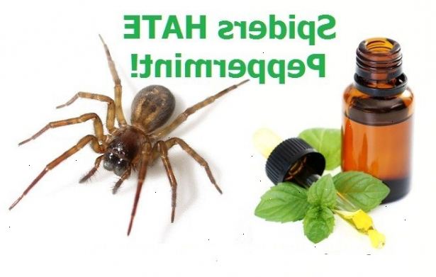 Hoe je spin afstotende thuis maken. Giet het mengsel in een spray fles en schud goed.