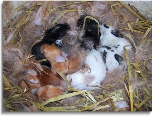 Hoe je konijnen fokken. Enige ras van gezonde, gelukkige konijnen.