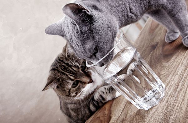Hoe te moedigen uw kat om meer water te drinken. Gebruik roestvrijstalen of glazen schalen.