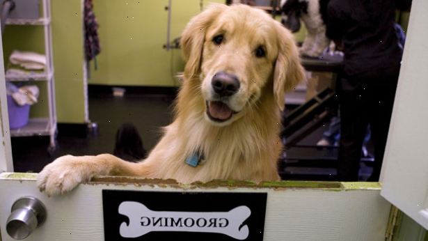 Hoe maak je een hond groomer geworden. Er zijn huisdier verzorgen scholen over het hele land en online. U kunt zoeken op het web voor een verzorging school.