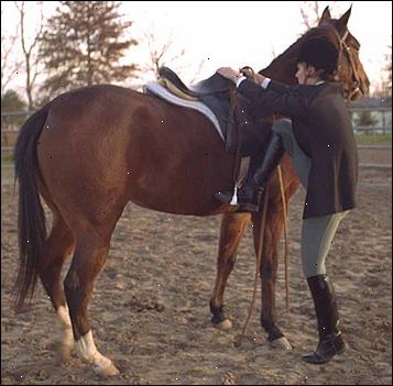 Hoe je een paard te bestijgen. Controleer omtrek van je paard.