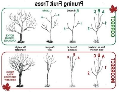 Hoe te pruimenbomen snoeien. Snoei jonge pruimenbomen om een goede groei en een geschikte vorm te moedigen.