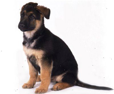 Hoe maak je een Duitse herder pup te kiezen. Waar kijk je naar in je potentiële nieuwe Duitse herder pup?