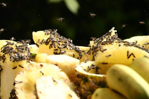 Hoe zich te ontdoen van fruitvliegen. Reinig uw groenten op een geïmproviseerd schoonmaak station buiten uw huis.