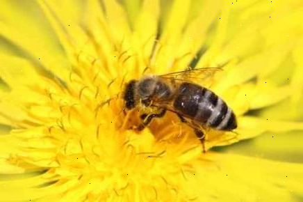 Hoe je honing bijen. Maak uw tuin, bijen veilig boven alles.