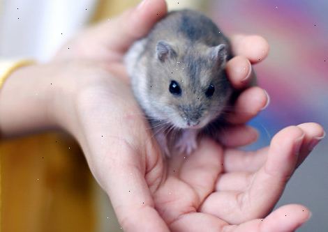 Hoe je hamsters tevreden te houden. Spelen met het een keer per dag, kunt u laten klimmen op je, helpen duwen het wiel (werken die spieren fluffy!).