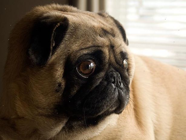 Hoe de zorg voor een hond vanaf zijn geboorte blind. Krijg je traktaties klaar.