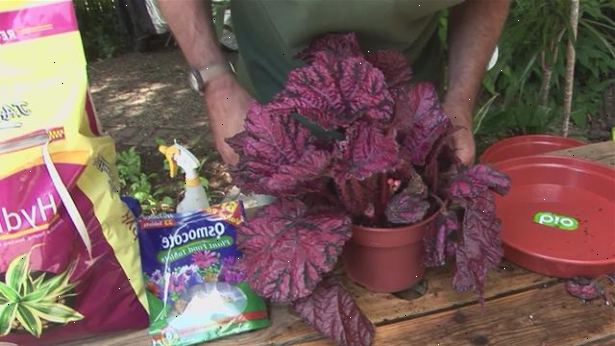 Hoe de zorg voor een begonia. Kies een indoor soorten begonia&#39;s.