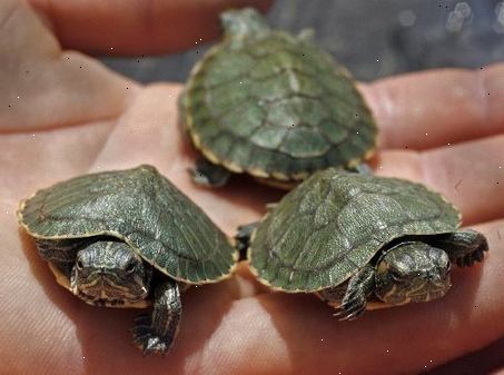 Hoe maak je een schildpad huisdier. Benader uw schildpad vanaf de voorkant langzaam.