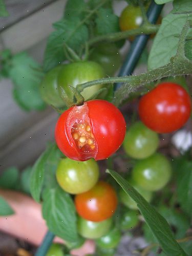 Hoe je tomaten te houden van splitsing. Water de tomaten adequaat en regelmatig.