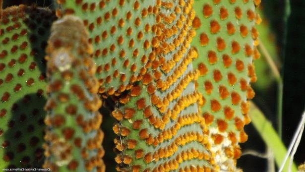 Hoe te cactusnaalden verwijderen. Onderzoekt het lichaam van het getroffen individu om de cactus naald letsel lokaliseren.