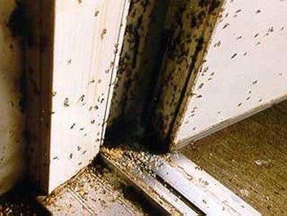 Hoe te timmerman mieren te doden. Meer informatie over houtmieren.