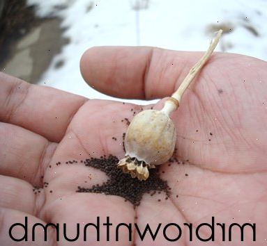 Hoe te klaprozen groeien. Bereid de grond voor het planten klaprozen.