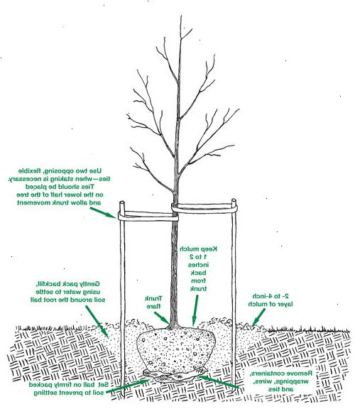 Hoe een boom te planten. Selecteer de juiste tijd van het jaar voor het planten van de boom.