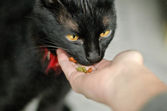 Hoe maak je een kat te trainen om stoppen met het doen van bijna alles. Zoek de wortel van het probleem.