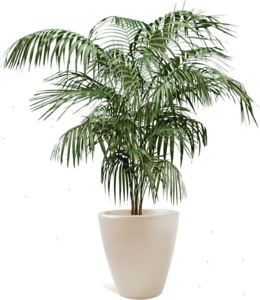 Hoe maak je een palmboom te planten. Selecteer de verscheidenheid van de handpalm u wilt planten.