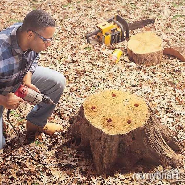 Hoe te boomstronken verwijderen. Begin met het bepalen hoeveel van de stam u gehecht aan de basis van de boom als hefboom blijven.