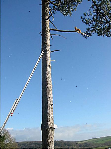 Hoe maak je een kat uit een boom. Precies bepalen waar de kat is - Welk deel van de boom, en hoe hoog.