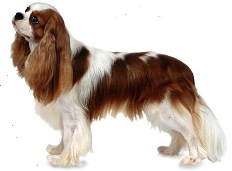 Hoe maak je een cavalier king charles spaniel selecteren. Wees ervan bewust dat als een stuk speelgoed hondenras, de gemiddelde Cavalier King Charles spaniels staat slechts 12 tot 13 ​​inch aan de schouder en weegt tussen de 13 tot 20 pond.
